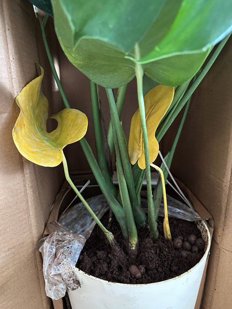室内盆栽盒中的黄色叶子 / 瑞士奶酪植物（ monstera ）的图片，已送达并包装好。图片下载