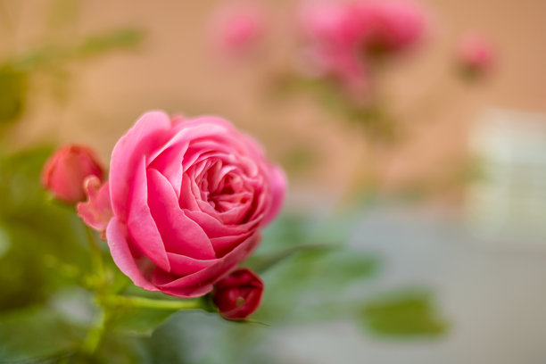 盛夏金色阳光下盛开的粉色玫瑰特写照片图片下载