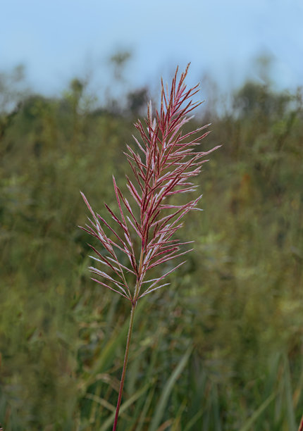 巴西热带草原羽毛草特写照片图片下载