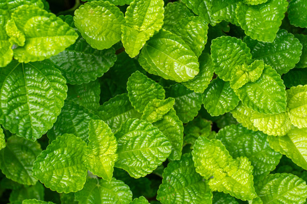 新鲜的爬地香菜或锯齿香菜叶在阳光明媚的自然花园中生长，展现出草本植物的绿色纹理。特写照片突显了新鲜的叶片和户外环境中细致的叶面。图片下载