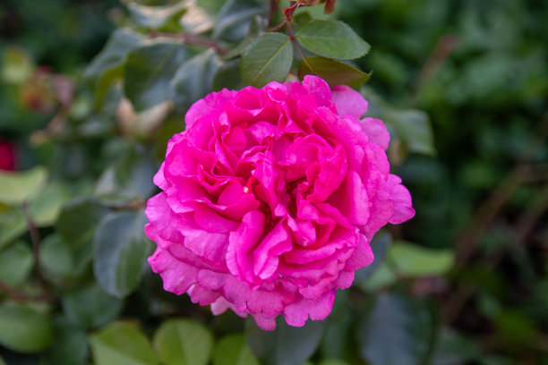 盛开的粉色玫瑰库存照片图片下载