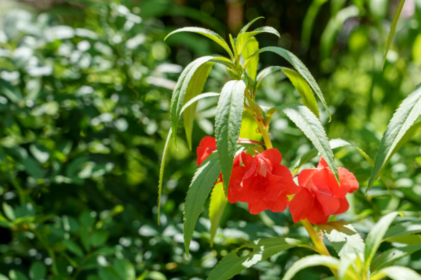 春天盛开的红色凤仙花特写照片。图片下载