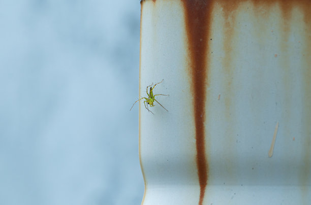 微距照片显示一只小绿林蛛在白色金属表面上，旁边有一条垂直的棕色锈迹。图片下载