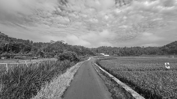 黑白照片展示了一条狭窄的乡村道路穿过稻田，天上布满云彩，地平线上有树木。宁静的乡村风景，展现了单色风格的农业景观。图片下载