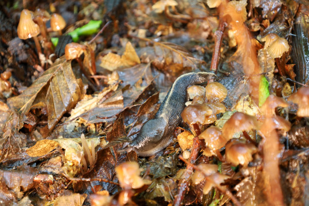 一只背部呈棕色、身体为灰色的蛞蝓在湿润的秋叶上爬行，周围环绕着小而闪亮的蘑菇。这张照片细致地捕捉了野生动物的独特瞬间，突显了森林地面的生物多样性。图片下载