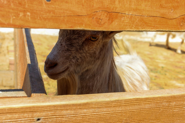 一只小山羊好奇地从木栅栏后面探出头来。阳光照亮了它的头部和胡须面部特征，使这幅肖像充满温暖。这张照片捕捉了一个宁静而有趣的瞬间。图片下载