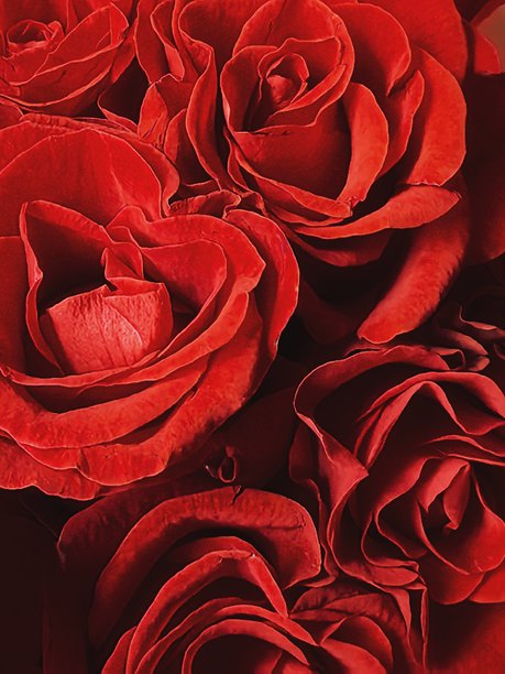 玫瑰，玫瑰纹理，花卉背景，美丽的玫瑰照片作为背景，酷炫的玫瑰，花瓣，花卉图片下载