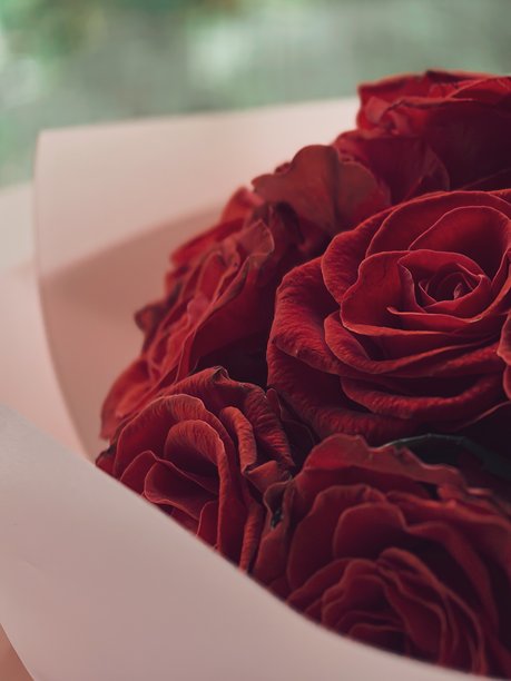 玫瑰，玫瑰纹理，花卉背景，美丽的玫瑰照片作为背景，酷炫的玫瑰，花瓣，花卉图片下载