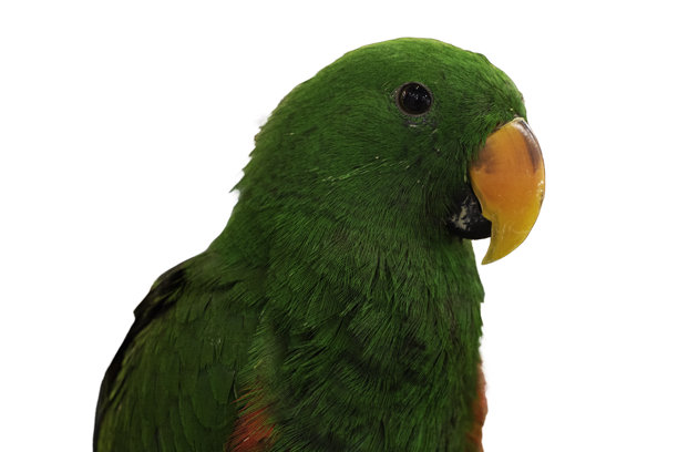 绿色的生态鹦鹉孤立在白色背景上，库存照片图片下载