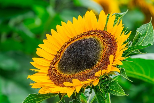 特写照片展示了一朵高大的向日葵，鲜艳的黄色花瓣和深棕色的种子头，矗立在茎叶之间，背景模糊的绿色环境中，柔和的顶光照射下。图片下载
