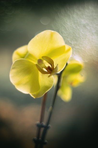 蝴蝶兰，美丽的兰花，背景或照片墙纸图片下载