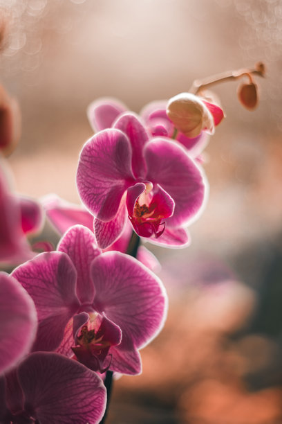 蝴蝶兰，美丽的兰花，背景或照片墙纸图片下载