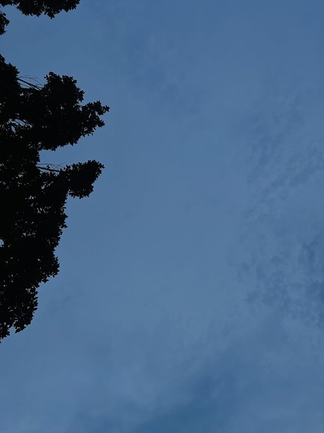 多云的天空与树枝的照片图片下载