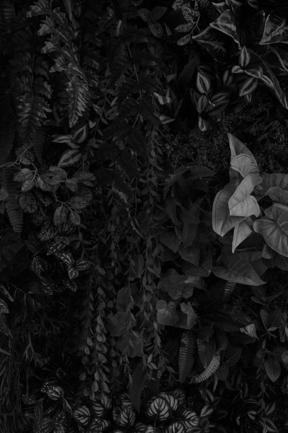 混合叶子，绿色叶子，抽象纹理，热带叶子，自然深绿色背景。照片图片下载