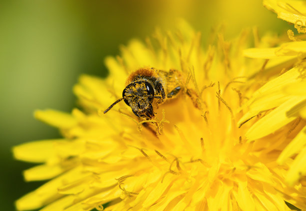 蜜蜂在蒲公英上的特写宏观照片图片下载
