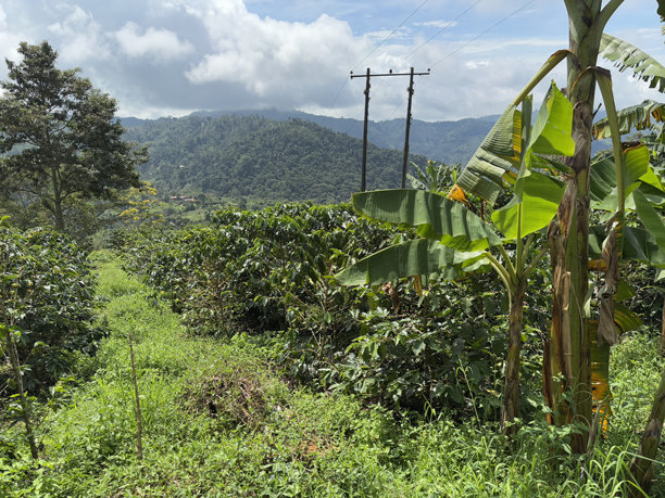 2025年4月19日，哥伦比亚利巴诺的咖啡灌木在咖啡学校 - 图片01图片下载