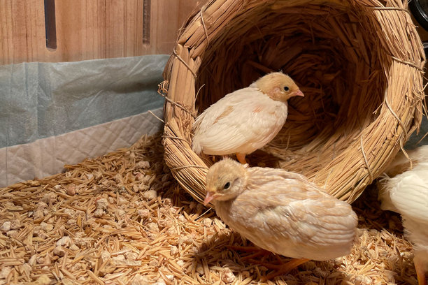 智能农业中的小鸡。动物养殖业务与喂养自动化供应的图片，配有黄色灯光。图片下载