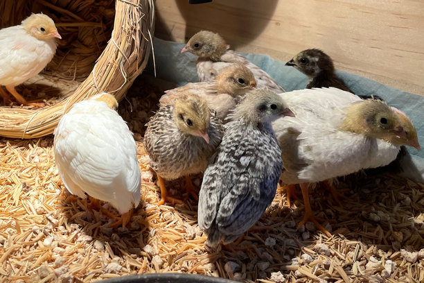 智能农业中的小鸡。动物养殖业务与喂养自动化供应的图片，配有黄色灯光。图片下载