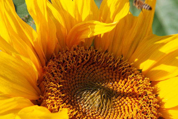 一朵明亮的黄色花朵。宏观照片展示了炎热夏日里的向日葵，适合用作背景、帖子、屏保、壁纸、明信片、横幅、封面和网站。图片下载