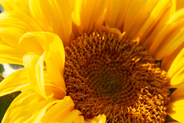 一朵明亮的黄色花朵。宏观照片展示了在炎热夏日的向日葵，适合用作背景、帖子、屏保、壁纸、明信片、横幅、封面和网站。图片下载