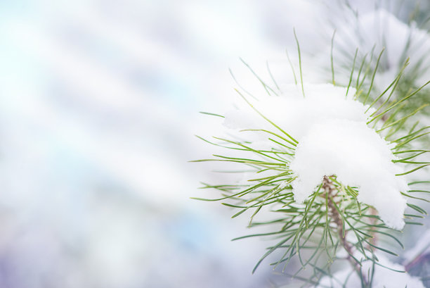 雪中的松枝，冬季图片空白区域图片下载