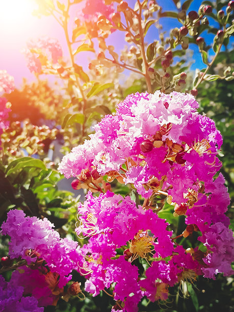 美丽的紫薇花特写。美丽的自然背景，阳光照射。竖版照片。图片下载