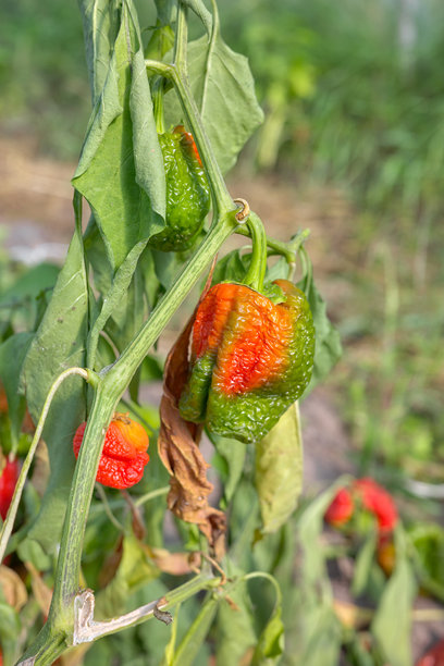 过熟的辣椒照片，选择性对焦。图片下载