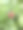 森林中的野生草莓，鲜艳的红色浆果映衬着绿色的叶子图片下载