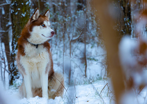 哈士奇犬在寒冷冬季森林自然环境中的宠物肖像模特摆姿势照片图片下载