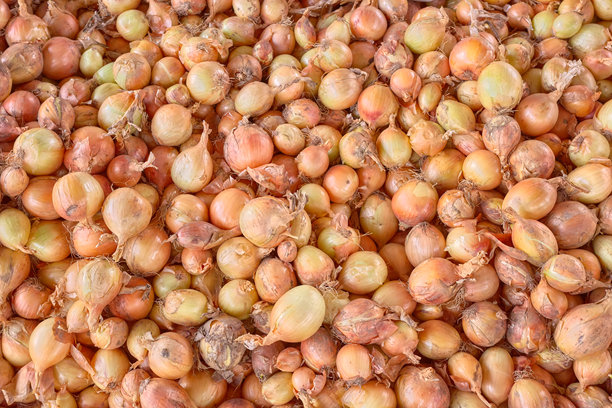 一堆洋葱的照片。图片下载