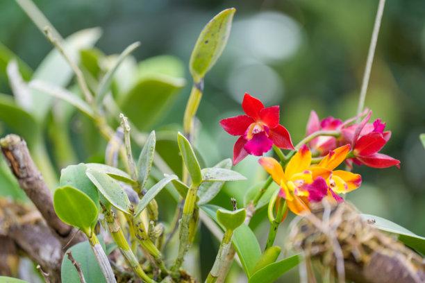 春季盛开的紫色蝴蝶兰（Phalaenopsis）花的特写照片。图片下载