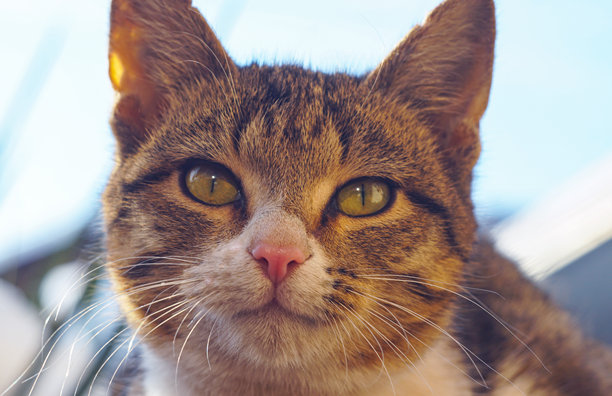 猫的眼睛图片下载