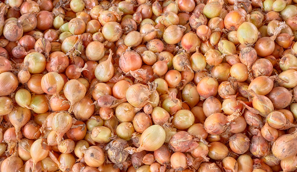 一堆洋葱的照片。图片下载
