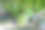 绿色生长中的芒果树果实特写照片图片下载
