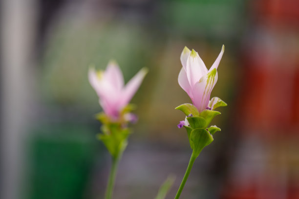 盛开的粉色姜花（暹罗郁金香）特写照片图片下载