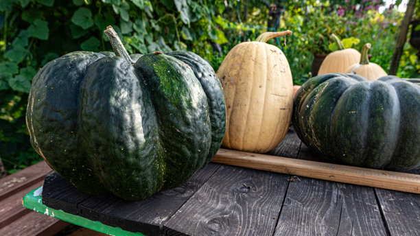 后院花园的秋季丰收照片图片下载