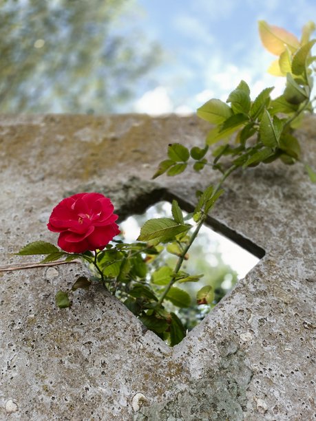 一朵红玫瑰从灰色混凝土墙上的菱形开口中生长出来的竖直照片。阳光明媚的夏季拍摄，背景有叶子和模糊的天空，非常适合城市自然和花卉内容。图片下载