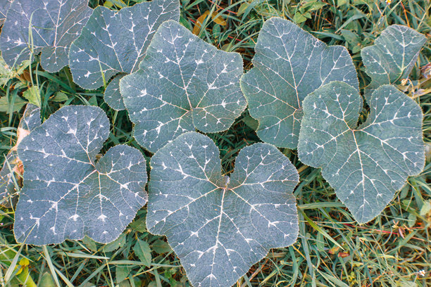 南瓜叶子的特写，展示自然的脉络纹理、热带绿植和生态友好的农业模式。图片下载