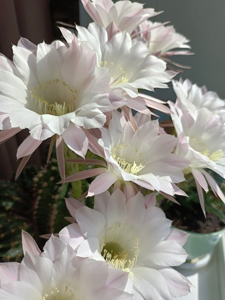 盛开的白花Echinopsis仙人掌的垂直照片，在明亮的阳光下。特写捕捉到细腻的花瓣和生动的夏日气息。图片下载