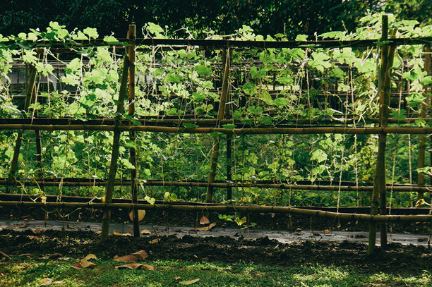 木制格架支撑着茂盛的攀缘植物。照片捕捉了花园中乡村风格的绿意。植物看起来健康而繁茂。图片下载