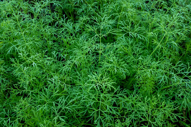 年轻的莳萝田，俯视图。绿色莳萝植物用于出版、设计、海报、日历、帖子、屏保、壁纸、明信片、横幅、封面、网站。高质量照片图片下载