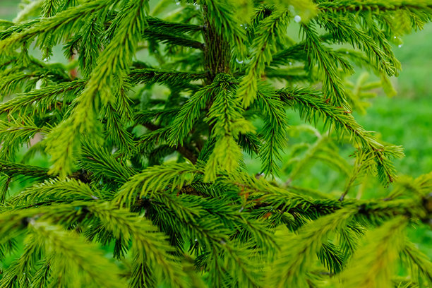 年轻绿松树枝的背景，带有小针叶。常青松树适合用于出版、海报、屏保、壁纸、明信片、横幅、封面和帖子。高质量照片图片下载