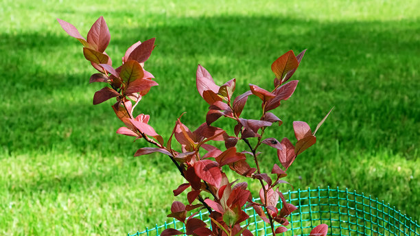 花园中的蓝莓灌木上的红叶。秋季。微量营养素缺乏。植物病害。灌木被网状物保护，以防止啮齿动物和害虫。高质量照片。图片下载