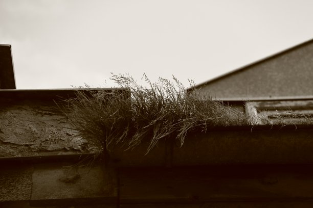 建筑边缘长出的杂草植物，怀旧色调照片图片下载