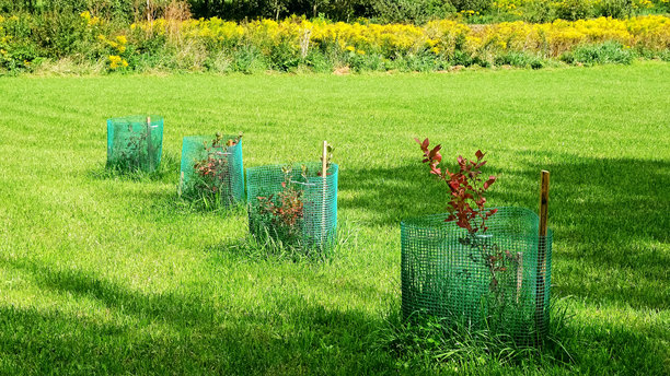 花园中的蓝莓灌木上的红叶。秋季。微量营养素缺乏。植物疾病。灌木被网状物保护，以防止啮齿动物和害虫。高质量照片。图片下载