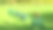 花园中的蓝莓灌木上的红叶。秋季。微量营养素缺乏。植物疾病。灌木被网状物保护，以防止啮齿动物和害虫。高质量照片。图片下载