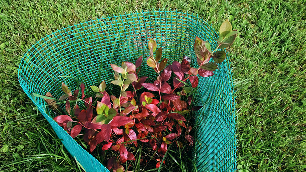 花园中的蓝莓灌木上的红叶。秋季。微量营养素缺乏。植物病害。灌木被网状物保护，以防止啮齿动物和害虫。高质量照片。图片下载