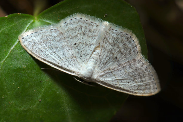 日本成年银斑姬尺蛾（Scopula epiorrhoe）在时尚的灰白色背景上，翅膀边缘有细沙纹理和黑色点状线条（昆虫特写宏观照片）图片下载
