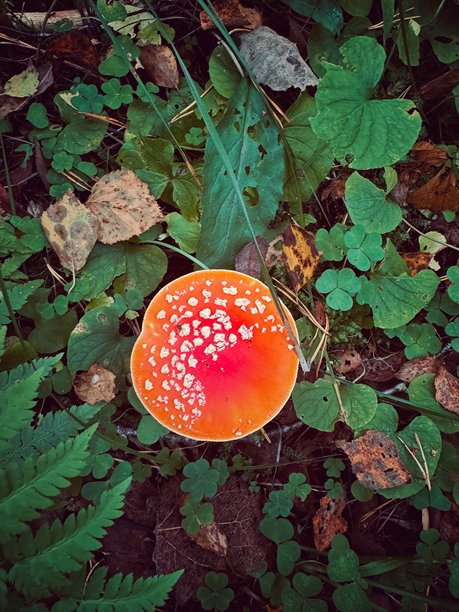 从上方拍摄的苍蝇伞蘑菇，红色的帽子上有白色斑点，竖版照片图片下载