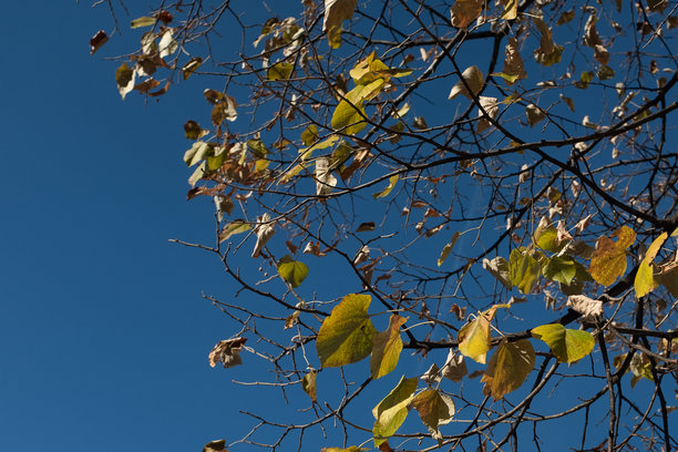 秋天的树枝上挂着秋叶，背景是晴朗的蓝天。这是一张展示黄色和棕色叶子的季节性秋季照片，适用于自然、天气和季节变化的概念。图片下载